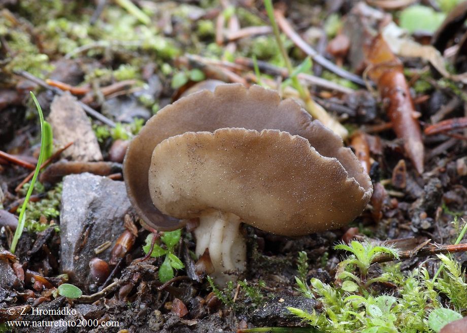 chřapáč Quéletův, Helvella queletii (Houby, Fungi)